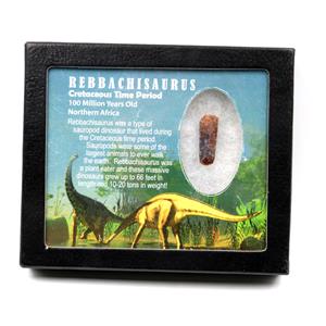 Rebbachisaurus Sauropod Dinosaur Tooth Fossil 1.188w/ Display Box MDB #17342 13o
