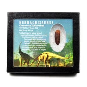Rebbachisaurus Sauropod Dinosaur Tooth Fossil 1.315w/ Display Box MDB #17344 13o