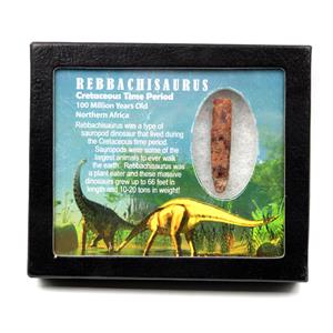 Rebbachisaurus Sauropod Dinosaur Tooth Fossil 2.125w/ Display Box MDB #17350 13o
