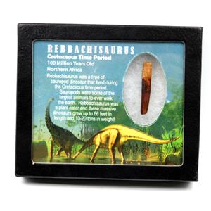 Rebbachisaurus Sauropod Dinosaur Tooth Fossil 1.834w/ Display Box MDB #17351 13o