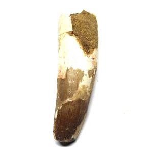 SPINOSAURUS Dinosaur Tooth Fossil 2.730 inch w/ Info Card #17434 3o