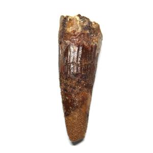 SPINOSAURUS Dinosaur Tooth Fossil 2.558 inch #16898 17473