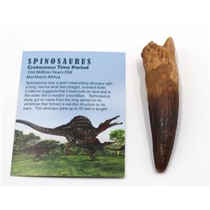 SPINOSAURUS Dinosaur Tooth Fossil 3.775 inch #15394 17474