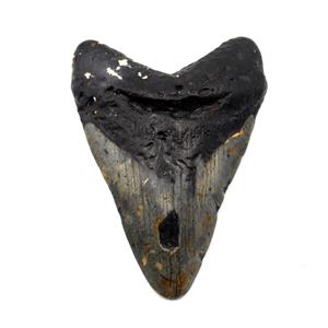 MEGALODON TOOTH Fossil SHARK 4.739 inches -Up to 25 Million Years Old #17500