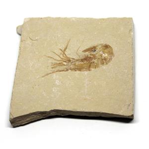 Carpopenaeus Genuine Fossil Shrimp Prawn 95 MYO 6o  #17506