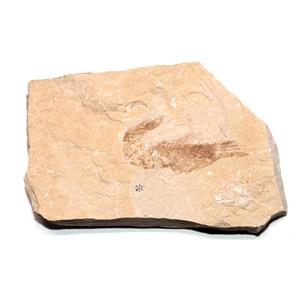 Carpopenaeus Genuine Fossil Shrimp Prawn 95 MYO 6o  #17508