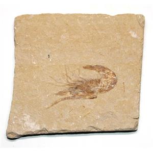 Carpopenaeus Genuine Fossil Shrimp Prawn 95 MYO 6o  #17510