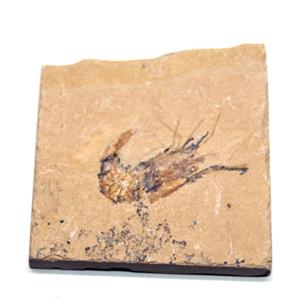 Carpopenaeus Genuine Fossil Shrimp Prawn 95 MYO 6o  #17514