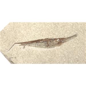 Amphisyle Trumpet Fish Fossil Pliocene Italy #17526