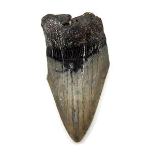 MEGALODON TOOTH Fossil SHARK 3.051 inches -Up to 25 Million Years Old #17531