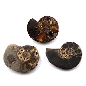Ammonite Hoploscaphites Lot of 3 Fossil Montana 100 MYO w/label #17546
