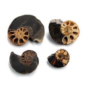 Ammonite Hoploscaphites Lot of 4 Fossil Montana 100 MYO w/label #17556