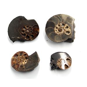 Ammonite Hoploscaphites Lot of 4 Fossil Montana 100 MYO w/label #17558
