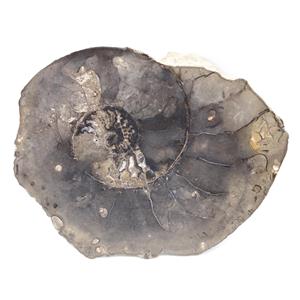 Ammonite Fossil 7 1/4 inches #17578