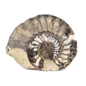 Ammonite Fossil 11 1/2 inches #17580