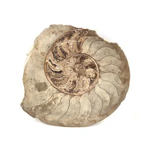 Ammonite Fossil 5 inches #17584