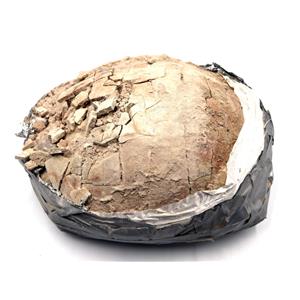 TURTLE Fossil Unprepared 30 Million Years Old #17594