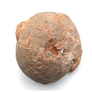 Hadrosaur Genuine Dinosaur Egg Fossil #17605