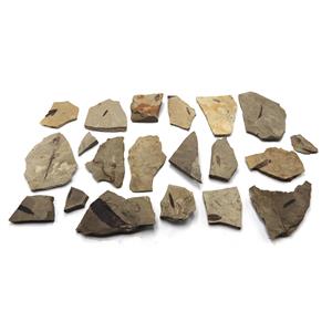 Lot of Fossil Leaves from Bonanza, Utah  #17610