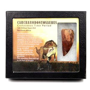 CARCHARODONTOSAURUS Dinosaur Tooth 2.226" Fossil African T-Rex #17616