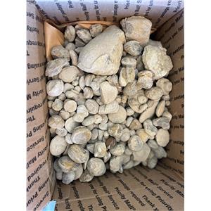 Insect Nodule Fossils 15-17 Pound Lot California