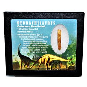 Rebbachisaurus Sauropod Dinosaur Tooth Fossil 1.692 #14187