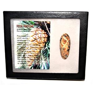 Pine Cone Fossil w/ Display Box  #14030