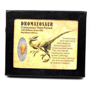 Dromeosaur Raptor Dinosaur Tooth Fossil .698 inch 17276