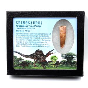 Spinosaurus Dinosaur Tooth Fossil 1.877 inch w/ Info Card 17876