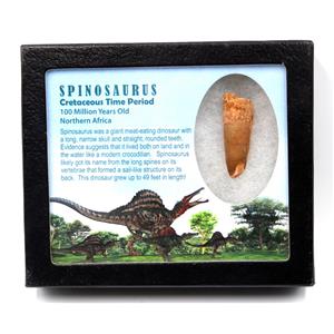 Spinosaurus Dinosaur Tooth Fossil 1.823 inch w/ Info Card 17877