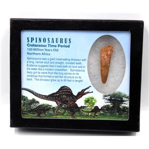 Spinosaurus Dinosaur Tooth Fossil 1.790 inch w/ Info Card 17880