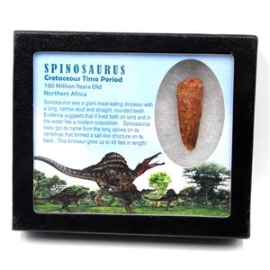Spinosaurus Dinosaur Tooth Fossil 1.904 inch w/ Info Card 17881