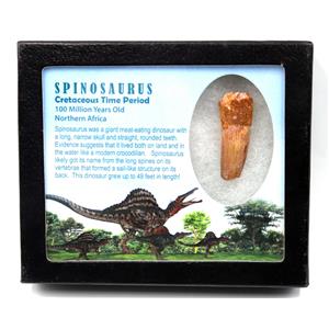 Spinosaurus Dinosaur Tooth Fossil 1.904 inch w/ Info Card 17883