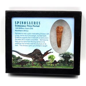Spinosaurus Dinosaur Tooth Fossil 1.833 inch w/ Info Card 17889