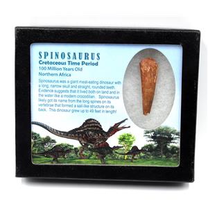Spinosaurus Dinosaur Tooth Fossil 1.944 inch w/ Info Card 17892