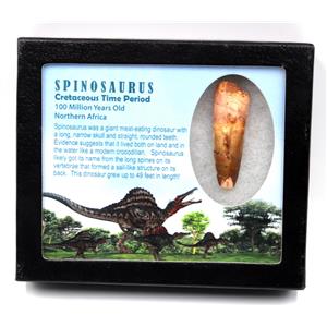 Spinosaurus Dinosaur Tooth Fossil 2.336 inch w/ Info Card 17895