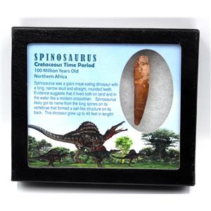 Spinosaurus Dinosaur Tooth Fossil 2.330 inch w/ Info Card 17904