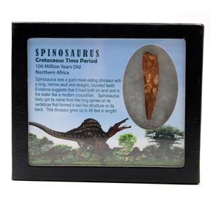 Spinosaurus Dinosaur Tooth Fossil 2.250 inch w/ Info Card 17905