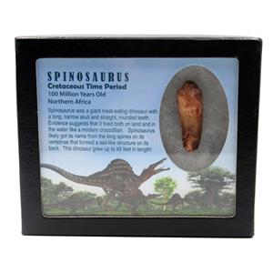 Spinosaurus Dinosaur Tooth Fossil 2.216 inch w/ Info Card 17908