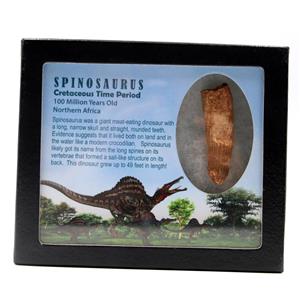 Spinosaurus Dinosaur Tooth Fossil 2.434 inch w/ Info Card 17911