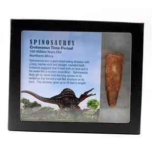 Spinosaurus Dinosaur Tooth Fossil 2.574 inch w/ Info Card 17912