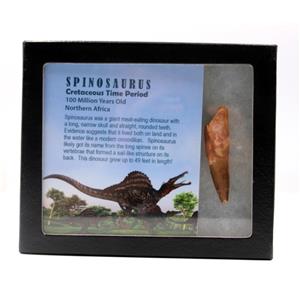 Spinosaurus Dinosaur Tooth Fossil 2.381 inch w/ Info Card 17913
