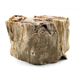 Petrified Wood from Washington USA Fossil #17929
