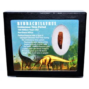 Rebbachisaurus Sauropod Dinosaur Tooth Fossil 1.370 in w/Display Box E555 #17957