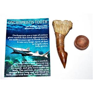 Onchopristis Vertebra & Tooth Fossil 3 inches w/COA 100 MYO  E129 #17968