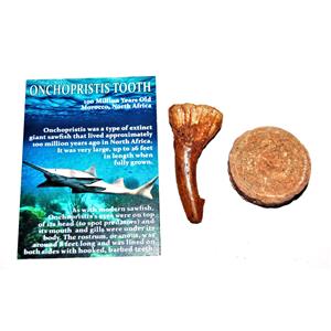 Onchopristis Vertebra & Tooth Fossil 2 1/2 inches 100 MYO E121 #17971