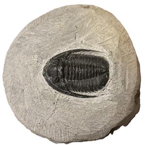 Cornuproetus Trilobite Fossil Morocco #14066