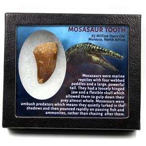 Mosasaur Dinosaur Tooth Fossil 1.887 in w/ Info Card MDB #17233 15o