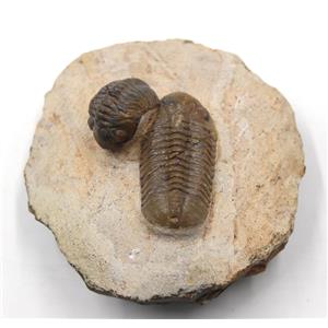Baby Reedops Trilobite 390 Million Years Old Morocco w/color card  #18026