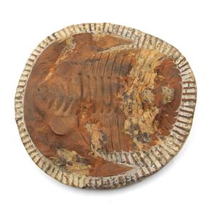 Trilobite Andalusiana Large Moroccan Fossil 520 Million Yrs Old #18038